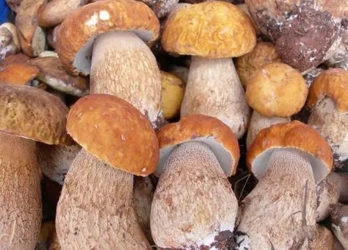 萬康餐飲廚師(shī)教你(nǐ)牛肝菌怎麽做(zuò)才好(hǎo)吃(chī)